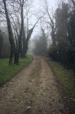 Sisli bir günde parkta bitkilerle çevrili bir yol.