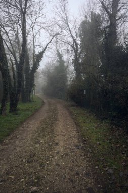 Sisli bir günde parkta bitkilerle çevrili bir yol.
