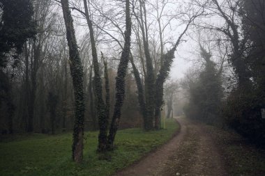 Sisli bir günde parkta bitkilerle çevrili bir yol.