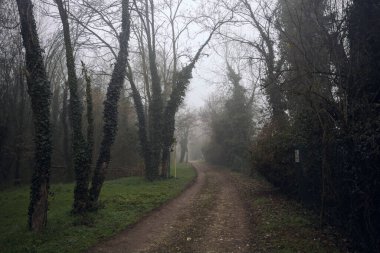 Sisli bir günde parkta bitkilerle çevrili bir yol.