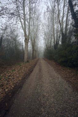Sisli bir günde, parkta karanlık bir yol.