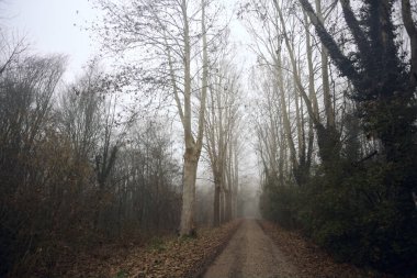 Sisli bir günde, parkta karanlık bir yol.