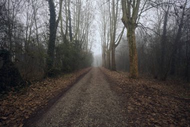 Sisli bir günde, parkta karanlık bir yol.