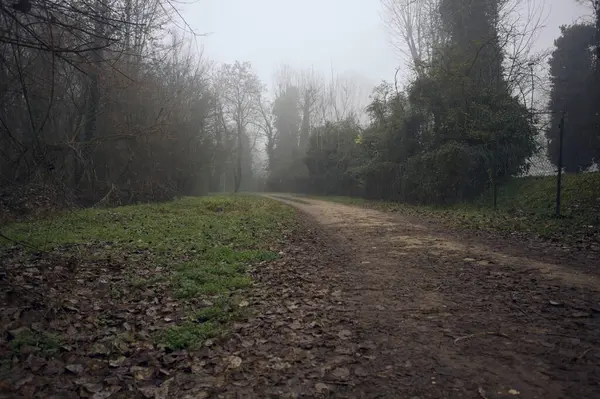 Path bordered by plants in park on a foggy day
