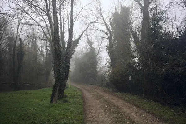 Path bordered by plants in park on a foggy day
