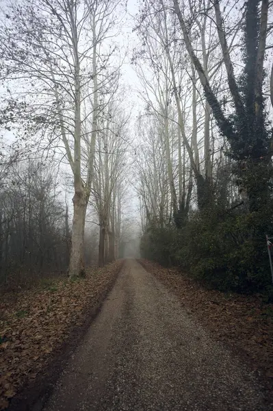 Dark path in a park on a foggy day