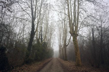 Sisli bir günde, parkta karanlık bir yol.