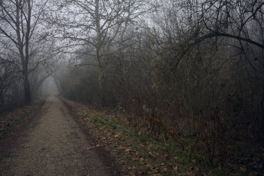 Sisli bir günde ağaçlarla çevrili bir yol