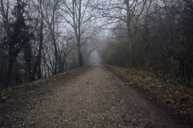 Sisli bir günde ağaçlarla çevrili bir yol