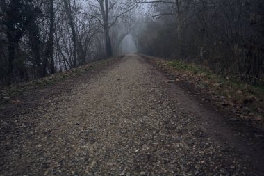 Sisli bir günde ağaçlarla çevrili bir yol
