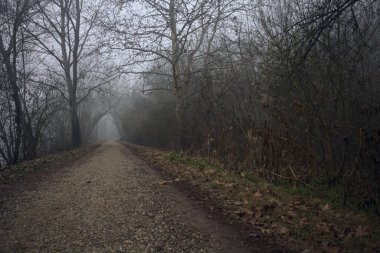 Sisli bir günde ağaçlarla çevrili bir yol