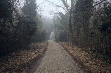 Sisli bir günde ağaçlarla çevrili bir yol