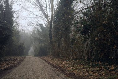 Sisli bir günde ağaçlarla çevrili bir yol
