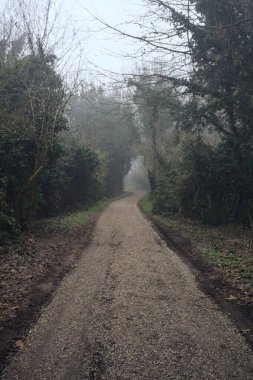 Sisli bir günde ağaçlarla çevrili bir yol