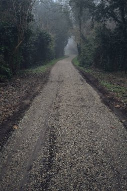 Sisli bir günde ağaçlarla çevrili bir yol