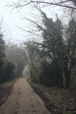 Sisli bir günde ağaçlarla çevrili bir yol
