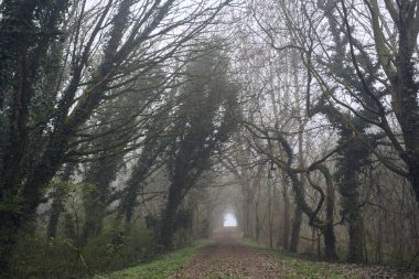 Kemerli ağaçların altında yol