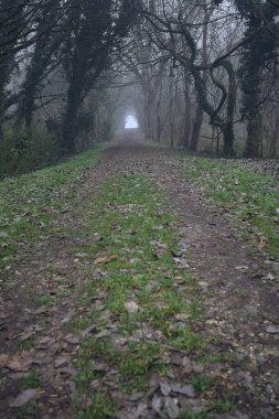 Kemerli ağaçların altında yol