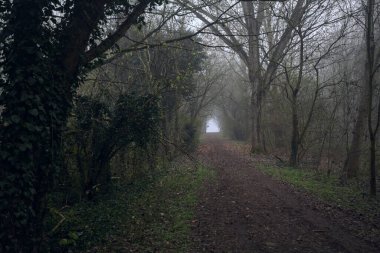 Kemerli ağaçların altında yol