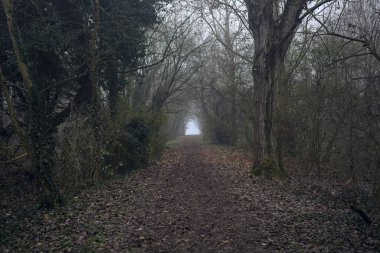 Kemerli ağaçların altında yol