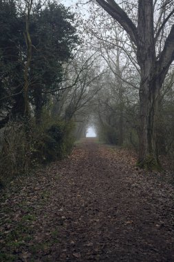 Kemerli ağaçların altında yol