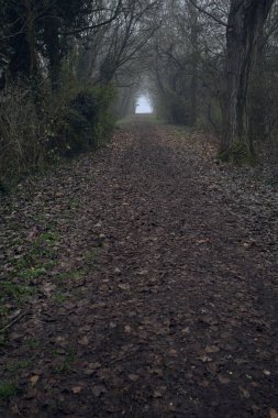 Kemerli ağaçların altında yol