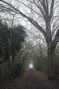 Kemerli ağaçların altında yol