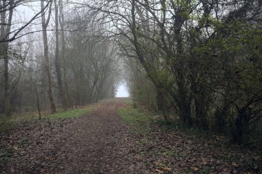 Kemerli ağaçların altında yol