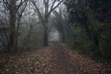 Kemerli ağaçların altında yol