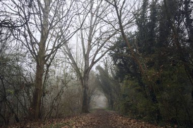 Kemerli ağaçların altında yol