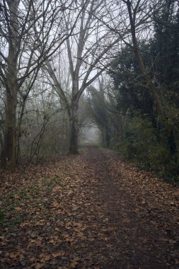 Kemerli ağaçların altında yol