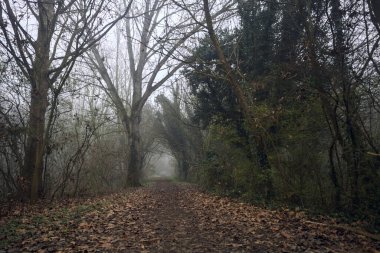 Kemerli ağaçların altında yol