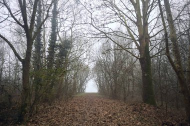 Kemerli ağaçların altında yol