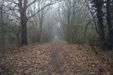 Kemerli ağaçların altında yol