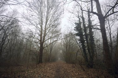 Kemerli ağaçların altında yol