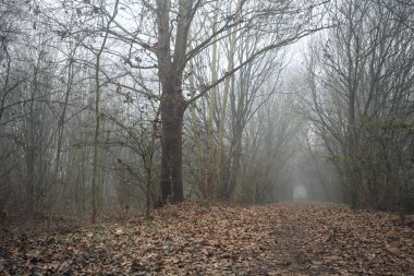 Kemerli ağaçların altında yol