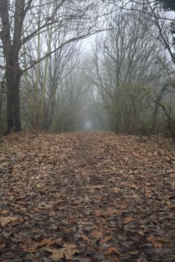 Kemerli ağaçların altında yol