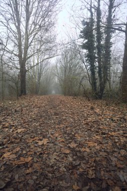 Kemerli ağaçların altında yol