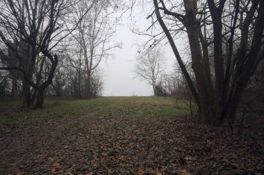 Sisteki bir göle giden toprak yol.