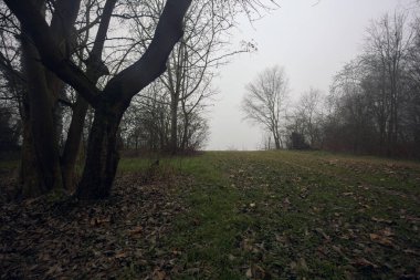 Sisteki bir göle giden toprak yol.