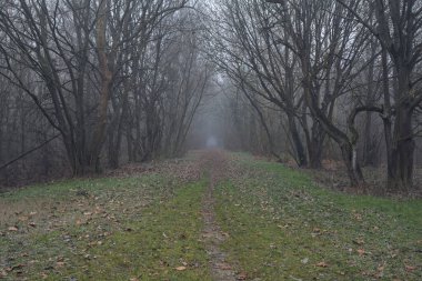 Kemerli ağaçların altında yol