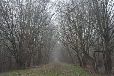 Kemerli ağaçların altında yol