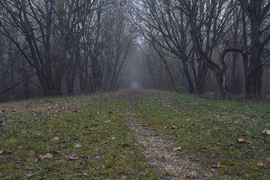 Kemerli ağaçların altında yol