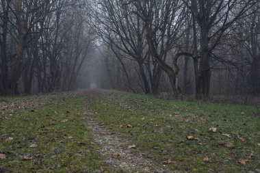 Kemerli ağaçların altında yol