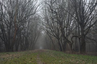 Kemerli ağaçların altında yol