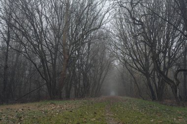 Kemerli ağaçların altında yol