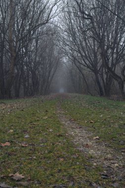 Kemerli ağaçların altında yol