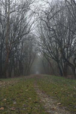 Kemerli ağaçların altında yol