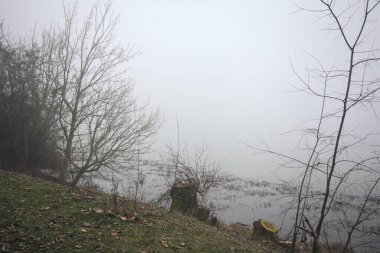 Göl kıyısında kesilmiş ağaçlar ve dallar.