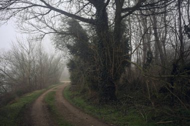 Göl kıyısındaki bir parkta toprak patika.